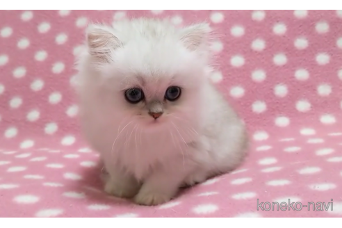 成約済の愛知県のペルシャ(チンチラ)-88171の4枚目